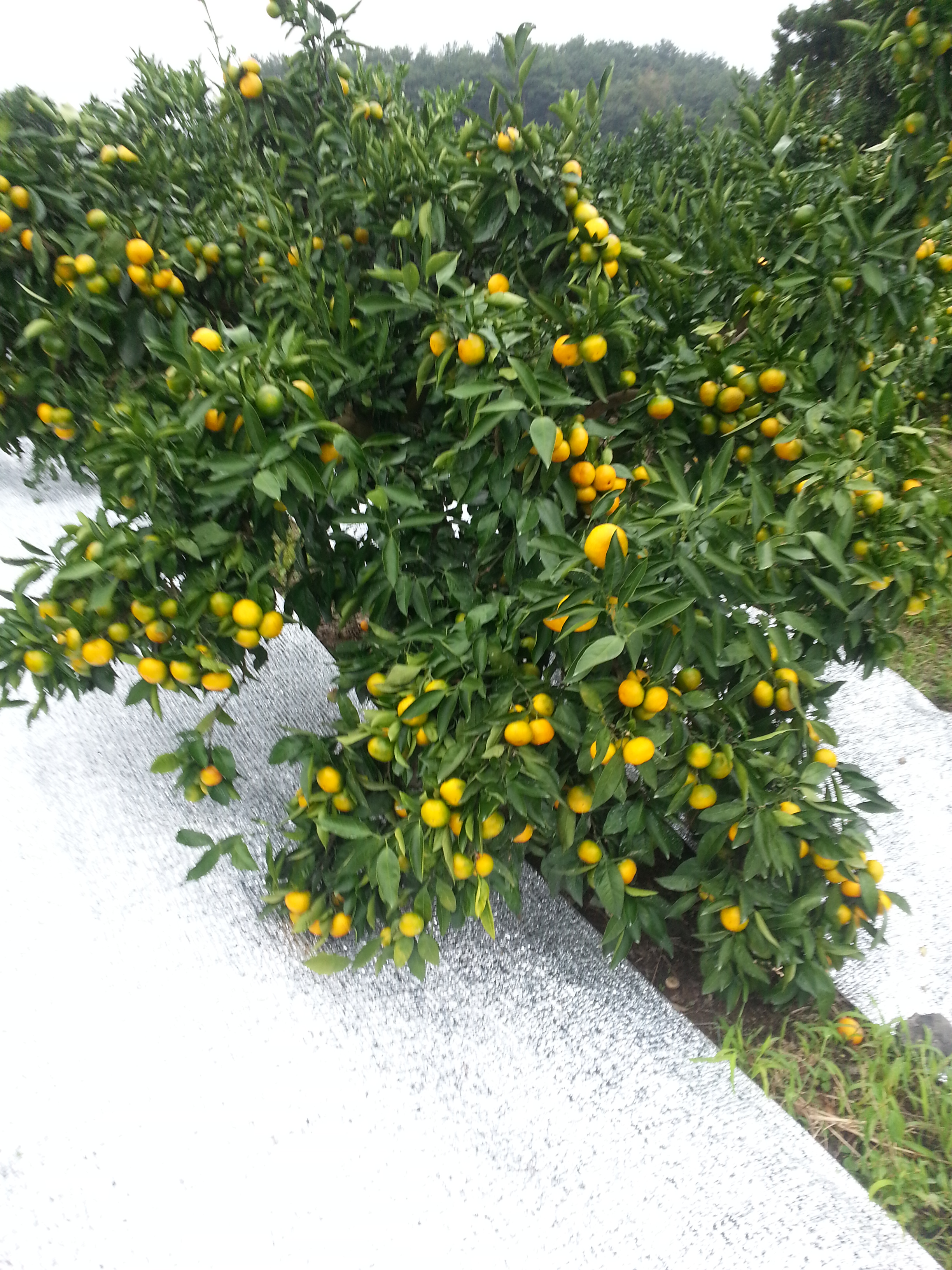 밀감 농사 착색 반사(필름)시트